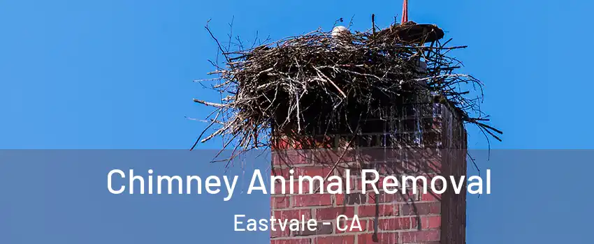  Chimney Animal Removal Eastvale - CA