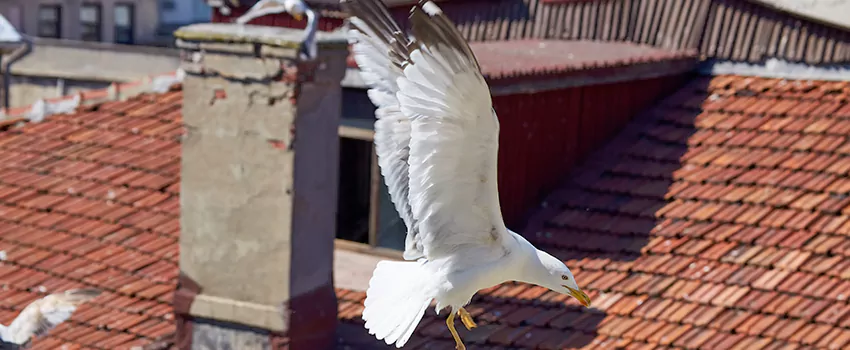 Residential Chimney Animal Removal Solution in Eastvale, CA